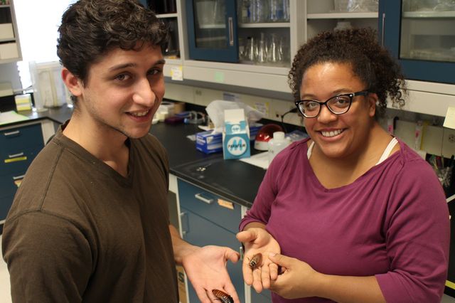 Dominic Evangelista and Jessica Ware in the insect lab on the Rutgers-Newark campus.